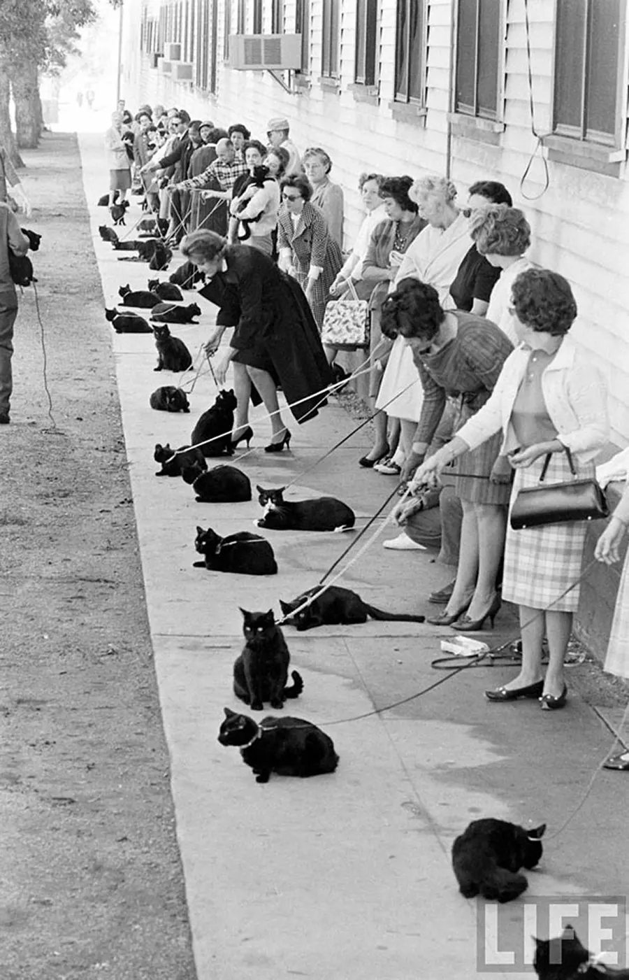 black cat audition hollywood