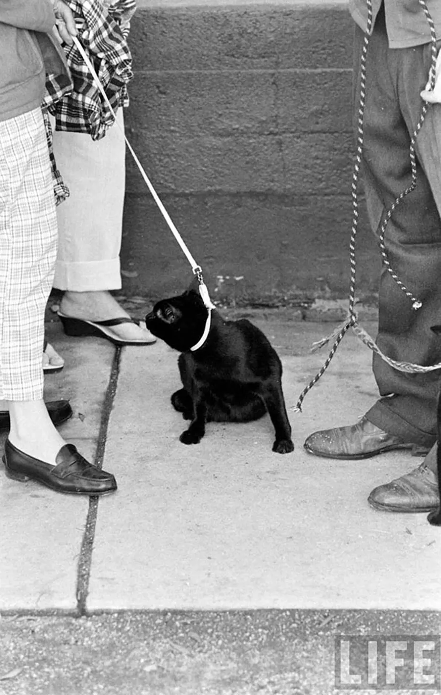 black cat audition hollywood