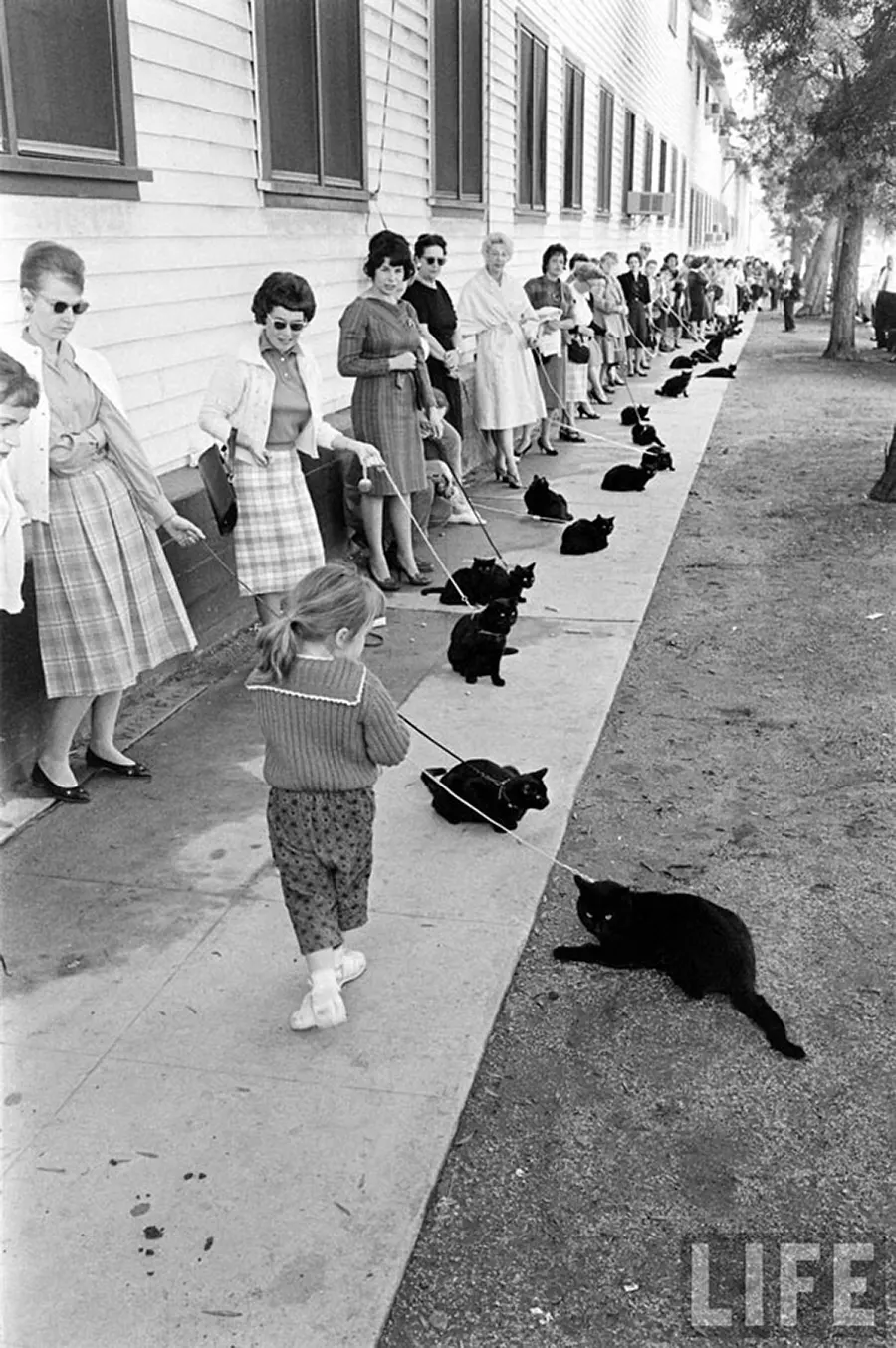 black cat audition hollywood