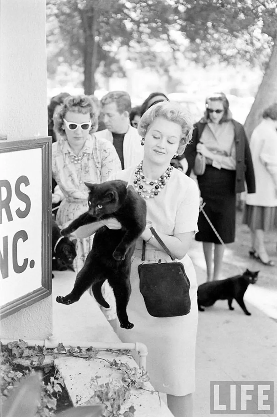 black cat audition hollywood