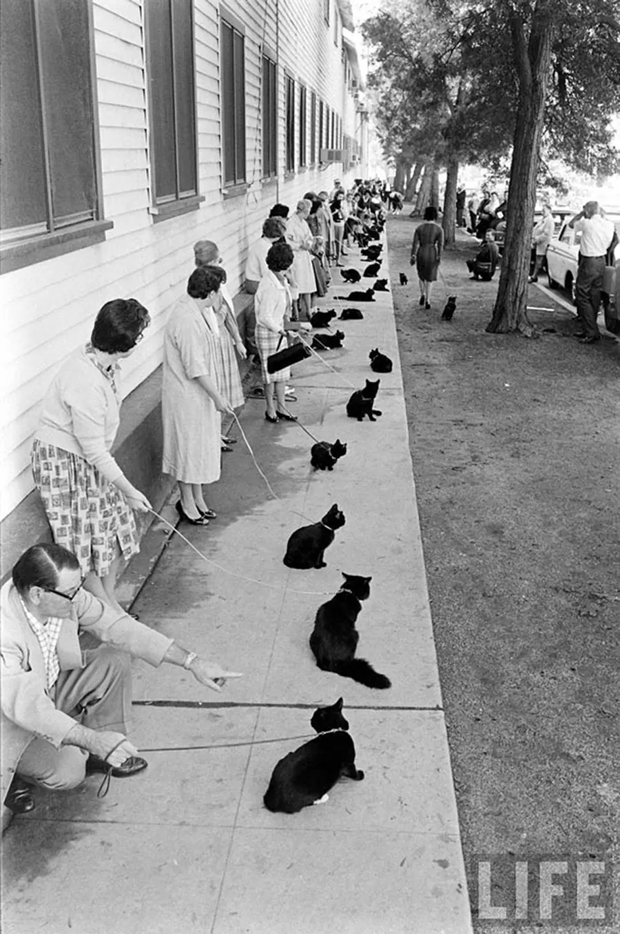 black cat audition hollywood