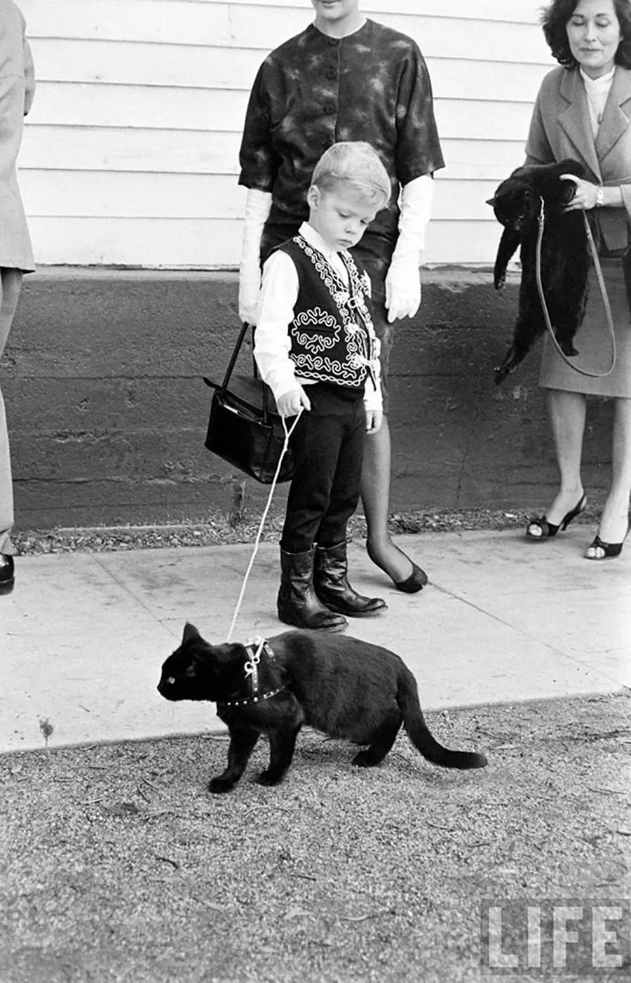 black cat audition hollywood