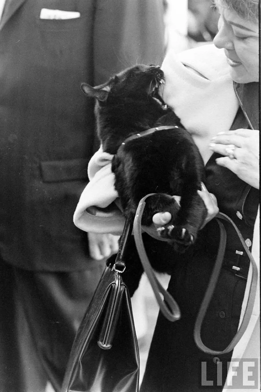 black cat audition hollywood