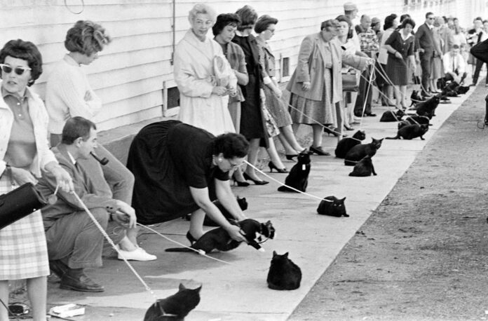 Searching the Future Feline Star: The Black Cat Audition in Searching the Future Feline Star: The Black Cat Audition in Hollywood, 1961