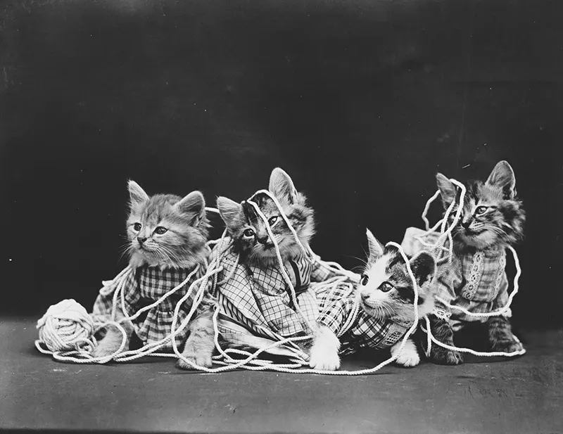 vintage baby animal photos by Harry Frees