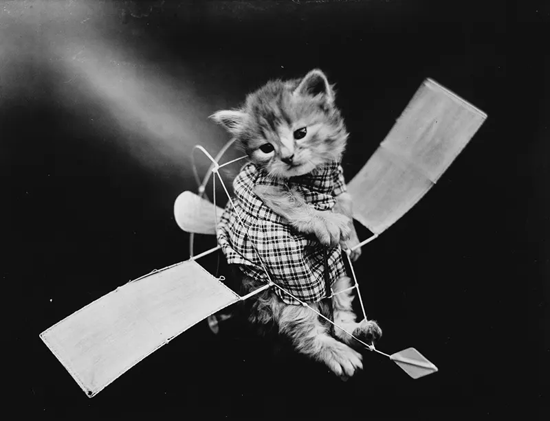 vintage baby animal photos by Harry Frees