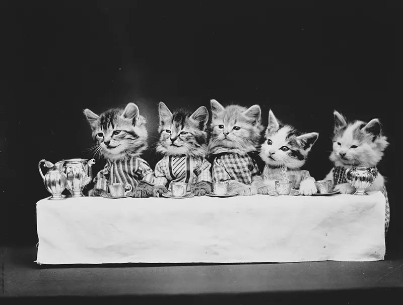 vintage baby animal photos by Harry Frees