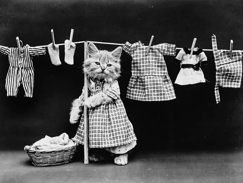 vintage baby animal photos by Harry Frees