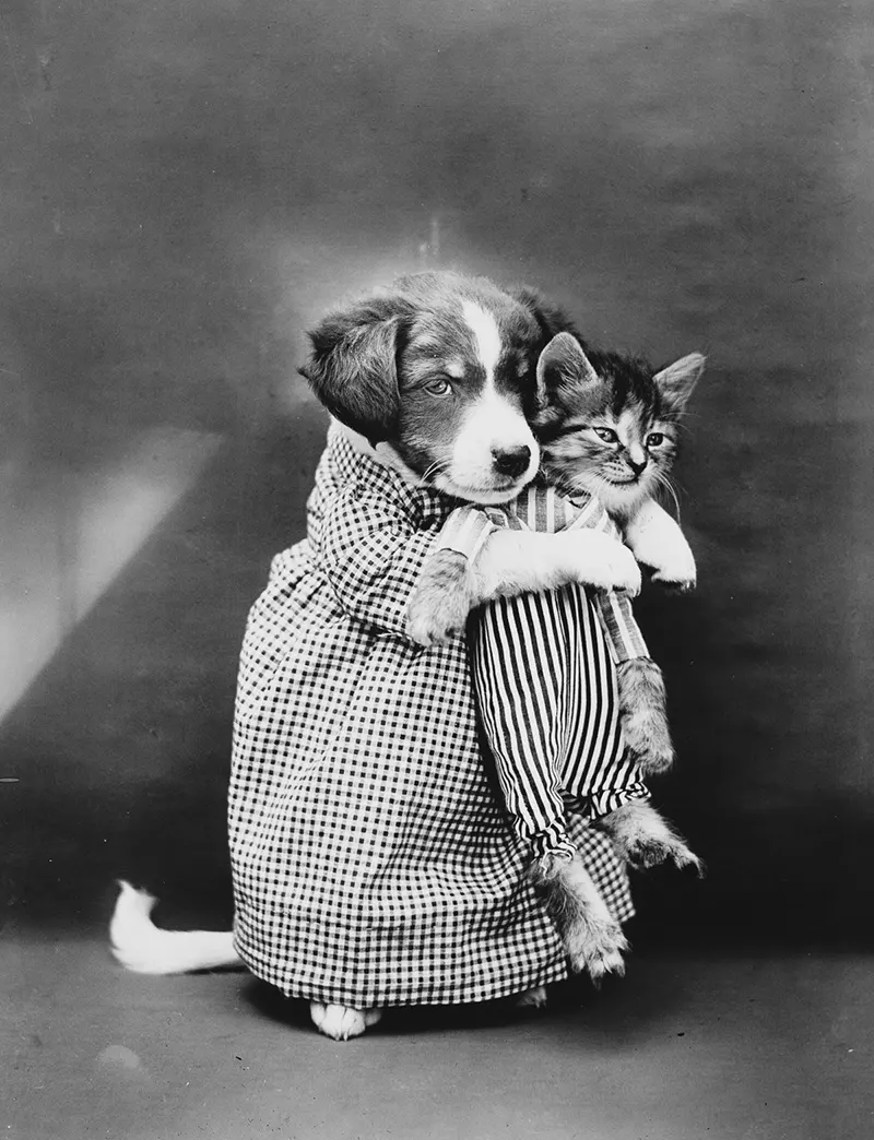 vintage baby animal photos by Harry Frees