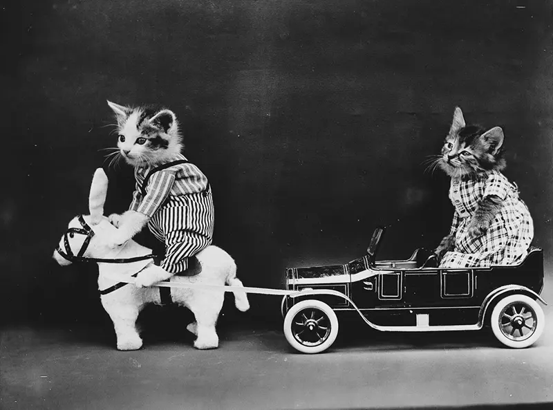 vintage baby animal photos by Harry Frees