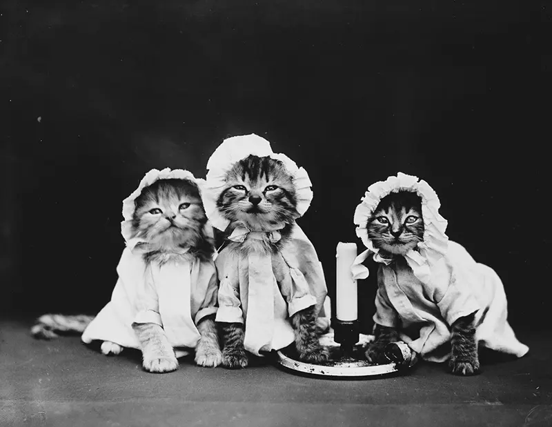 vintage baby animal photos by Harry Frees