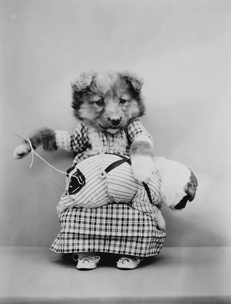 vintage baby animal photos by Harry Frees