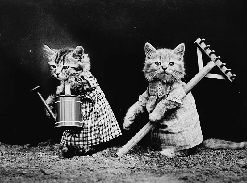 vintage baby animal photos by Harry Frees
