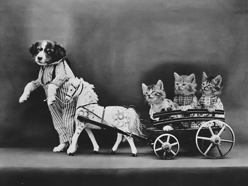 vintage baby animal photos by Harry Frees