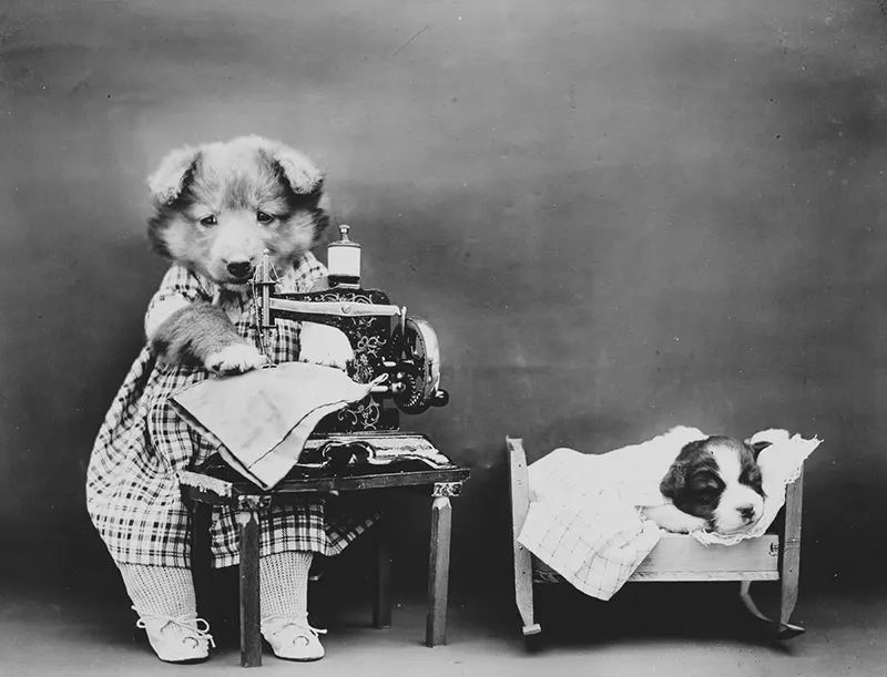 vintage baby animal photos by Harry Frees