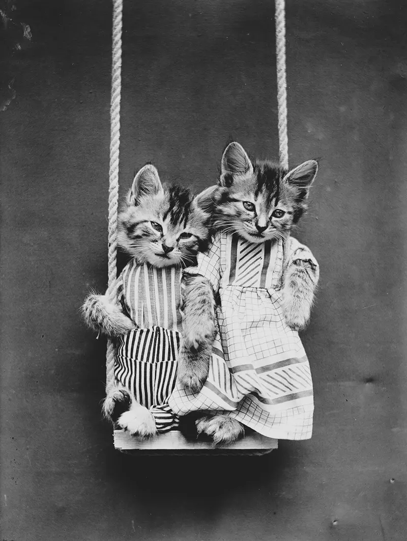 vintage baby animal photos by Harry Frees