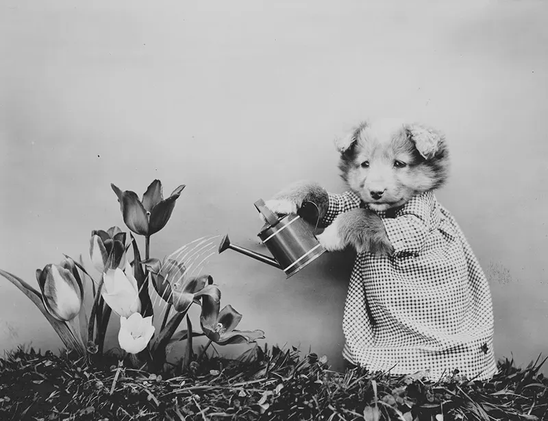 vintage baby animal photos by Harry Frees