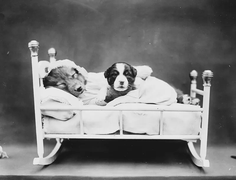 vintage baby animal photos by Harry Frees