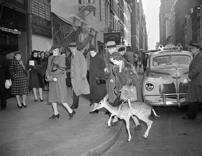 vintage bizarre historical photos