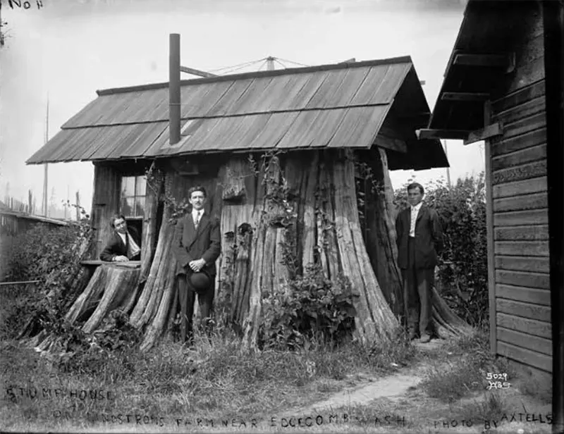 vintage photos tree stumps houses
