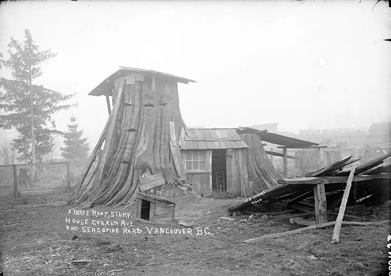 vintage photos tree stumps houses