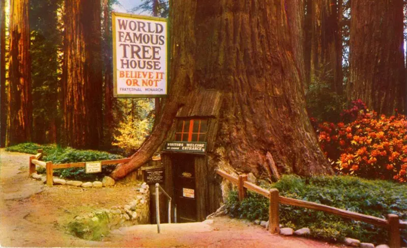 vintage photos tree stumps houses