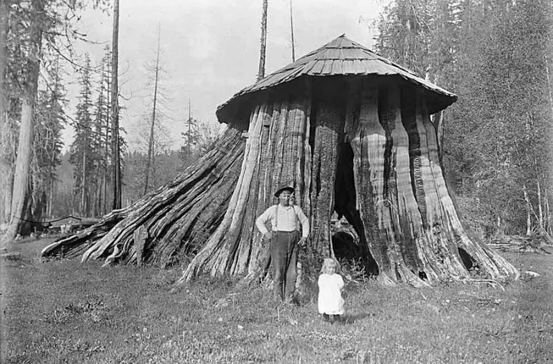 vintage photos tree stumps houses