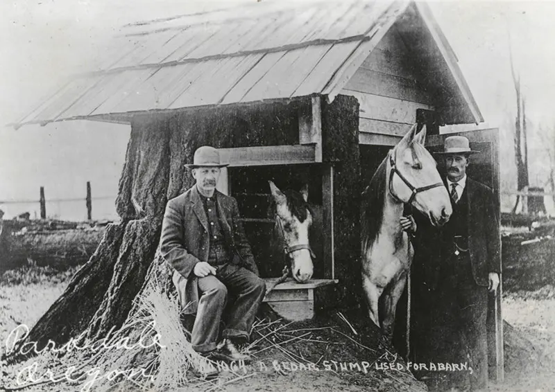 vintage photos tree stumps houses