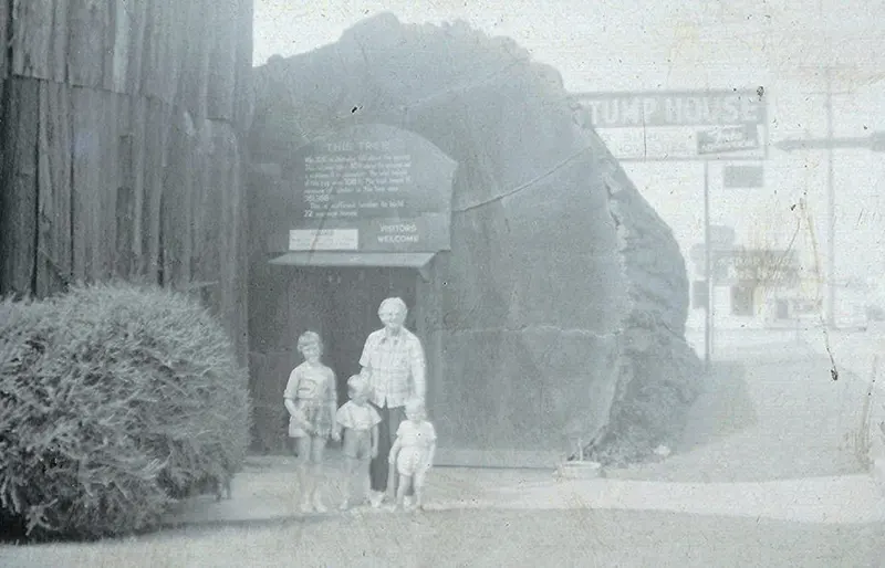 vintage photos tree stumps houses