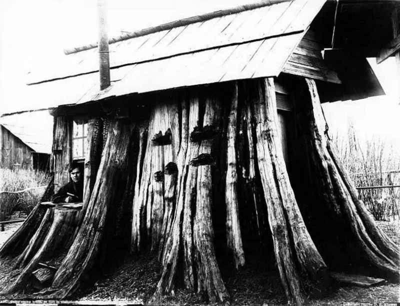 vintage photos tree stumps houses