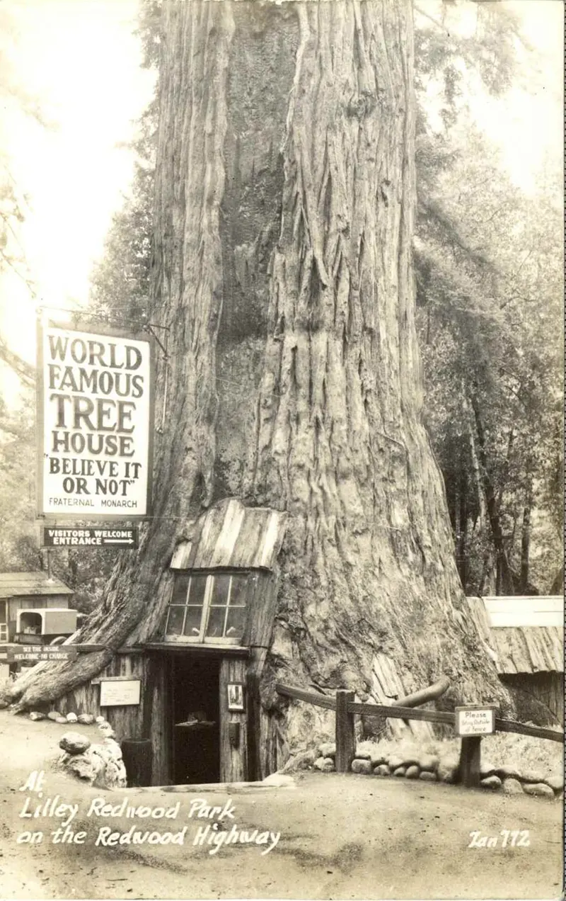 vintage photos tree stumps houses