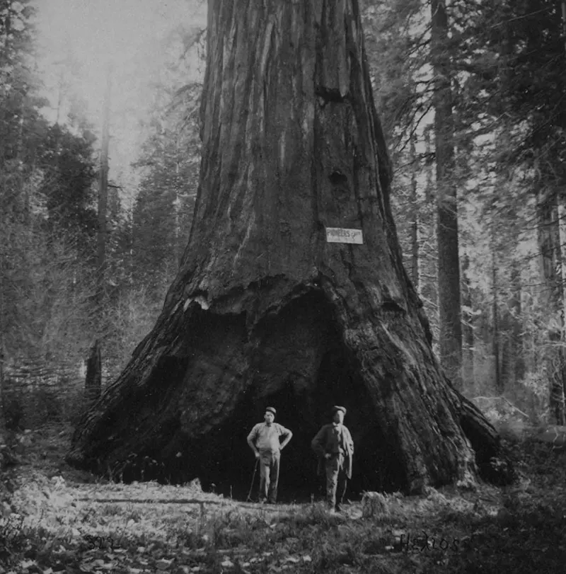 vintage photos tree stumps houses