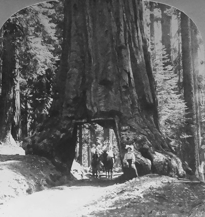 vintage photos tree stumps houses