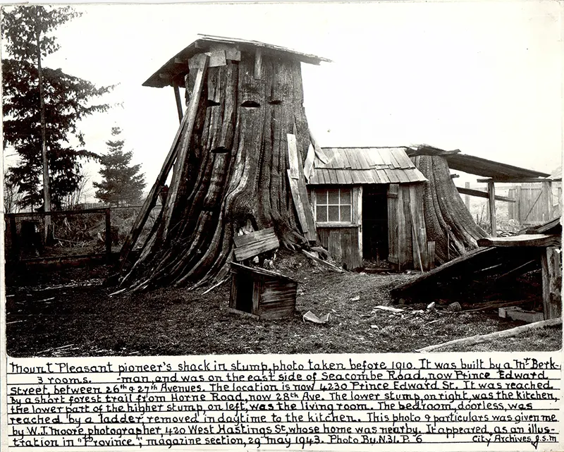 vintage photos tree stumps houses