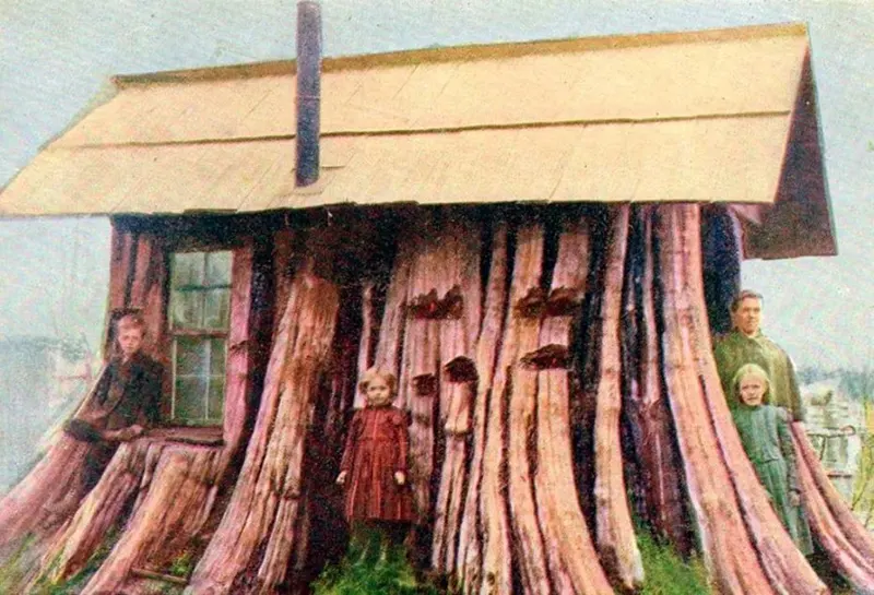 vintage photos tree stumps houses