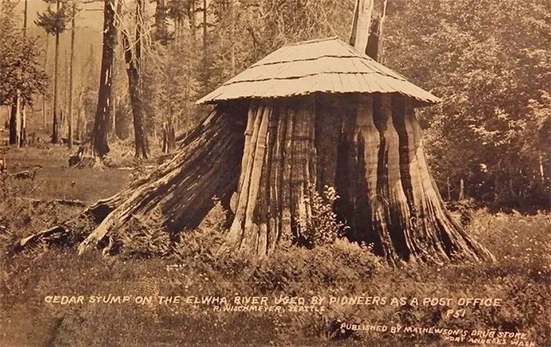 vintage photos tree stumps houses