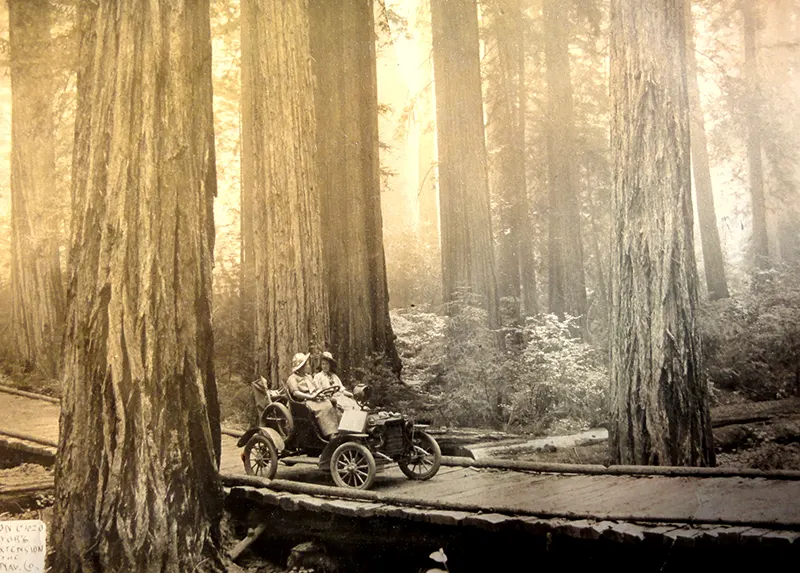 vintage photos tree stumps houses
