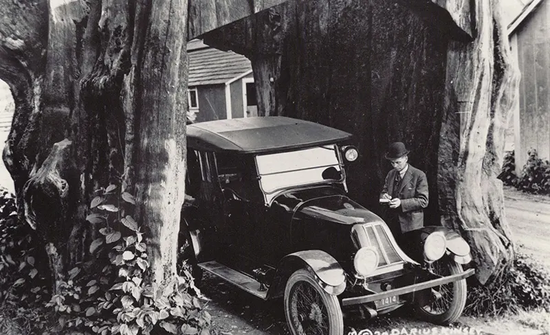vintage photos tree stumps houses