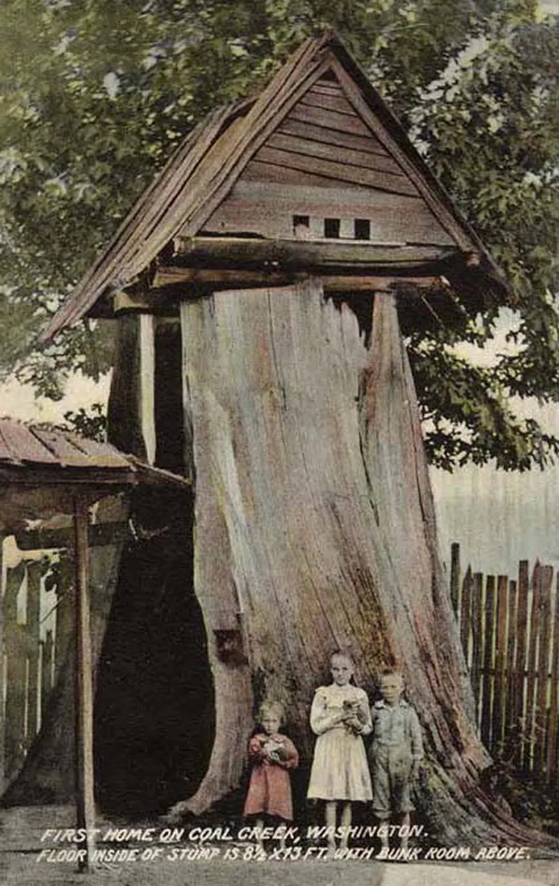 vintage photos tree stumps houses