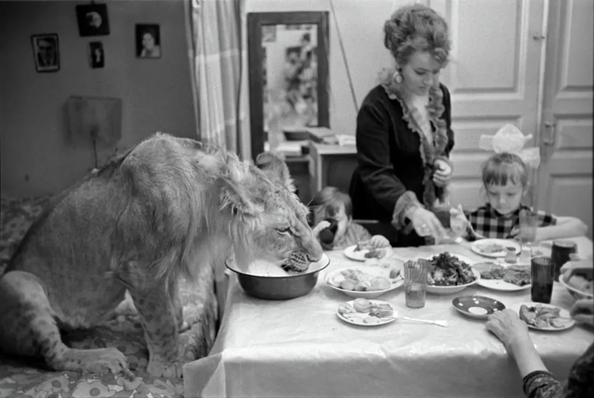 The Tragic Story of the Berberovs, a Soviet Family Who Raised Pet Lions at Home