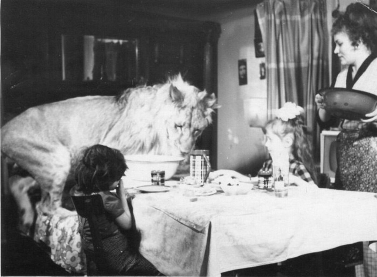 The Tragic Story of the Berberovs, a Soviet Family Who Raised Pet Lions at Home