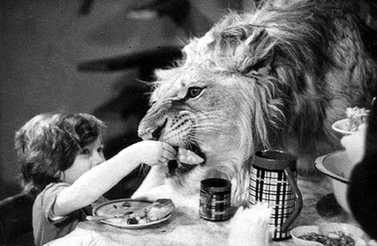 The Tragic Story of the Berberovs, a Soviet Family Who Raised Pet Lions at Home