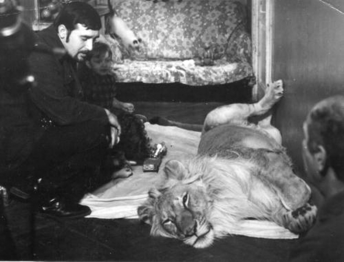 The Tragic Story of the Berberovs, a Soviet Family Who Raised Pet Lions at Home