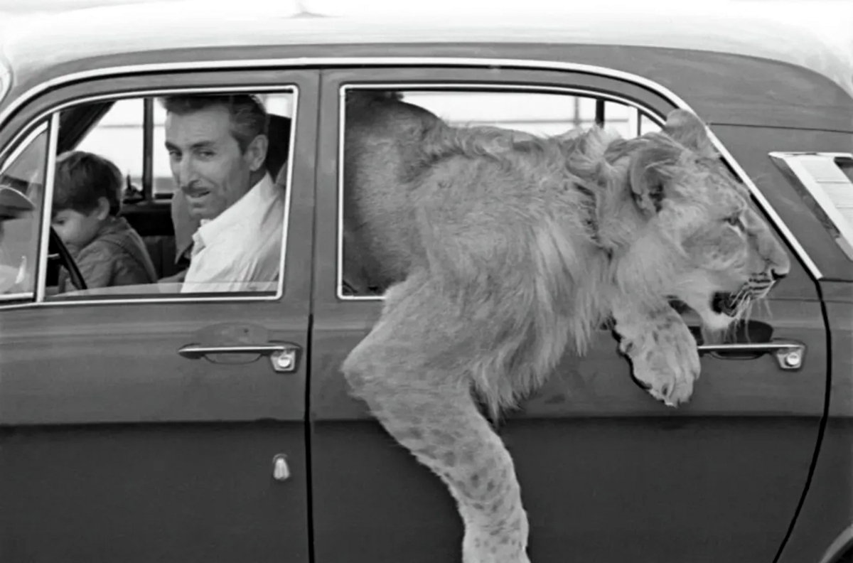 The Tragic Story of the Berberovs, a Soviet Family Who Raised Pet Lions at Home