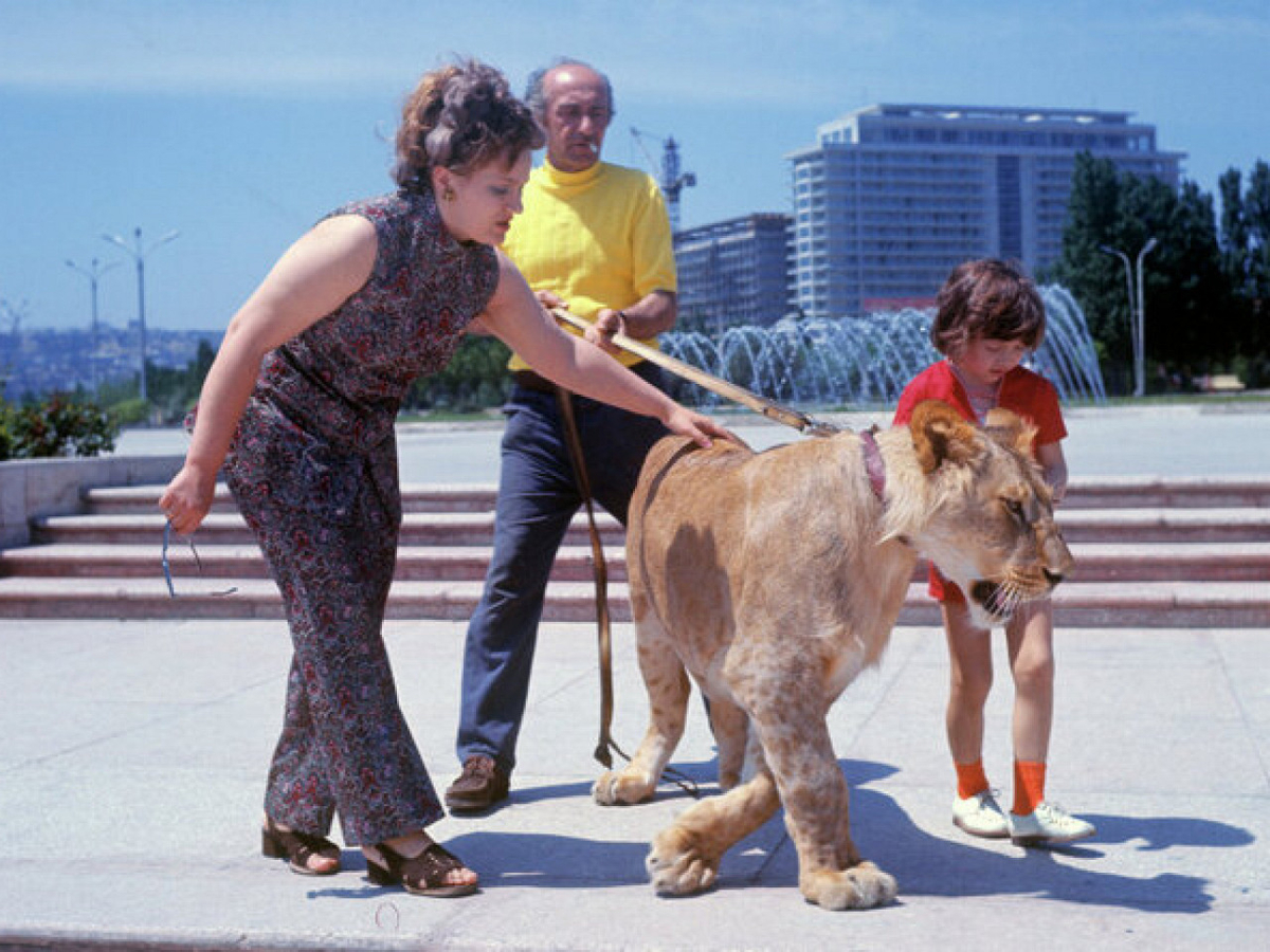 The Tragic Story of the Berberovs, a Soviet Family Who Raised Pet Lions at Home