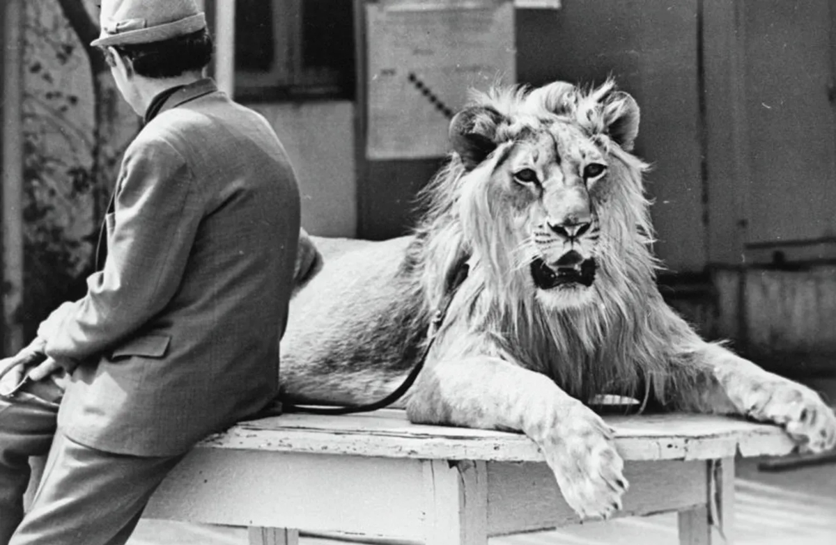 The Tragic Story of the Berberovs, a Soviet Family Who Raised Pet Lions at Home