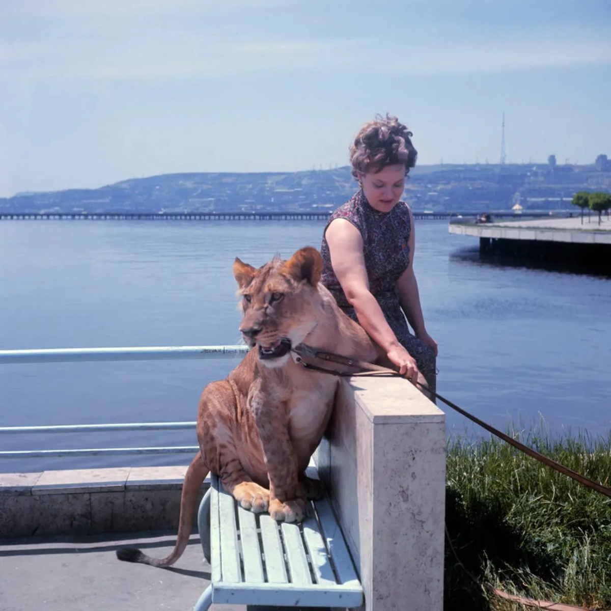 The Tragic Story of the Berberovs, a Soviet Family Who Raised Pet Lions at Home
