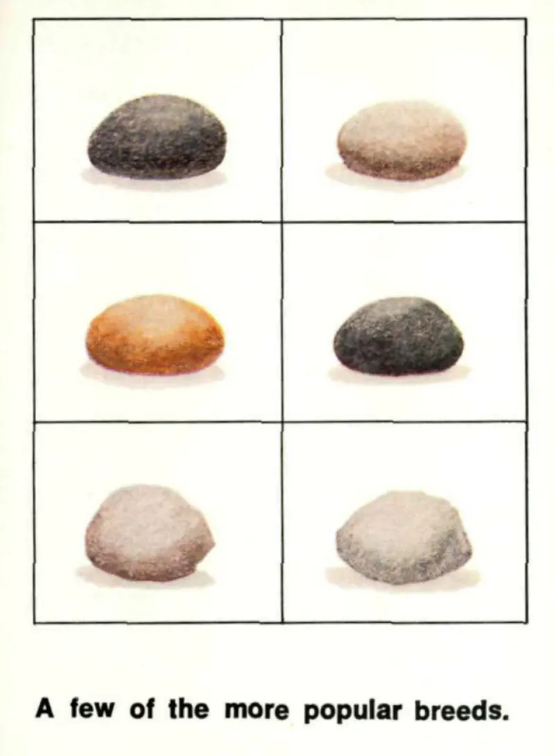 pet rock vintage photos