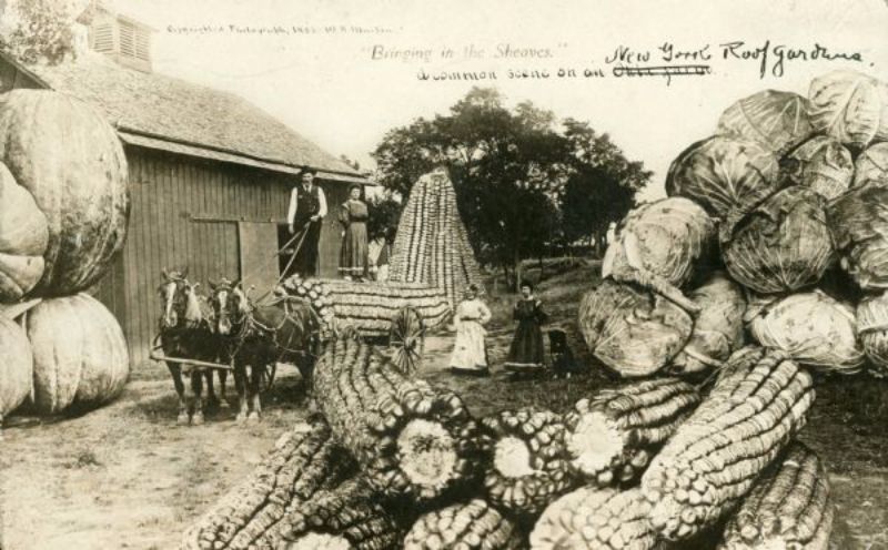 Vintage Photos Exaggeration Postcards