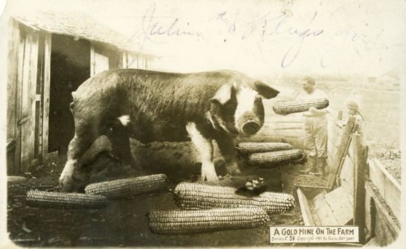 Vintage Photos Exaggeration Postcards